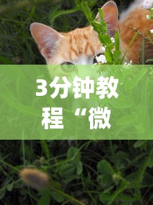 3分钟教程“微乐家乡麻将万能开挂器 代发飞机”(曝光透视必备猫腻)