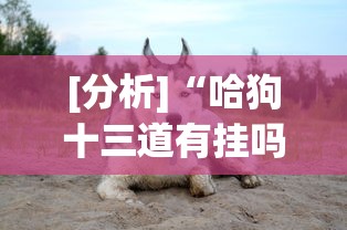 [分析]“哈狗十三道有挂吗”事实上确实有挂