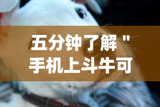 五分钟了解＂手机上斗牛可以开挂嘛”(透视)其实确实有挂