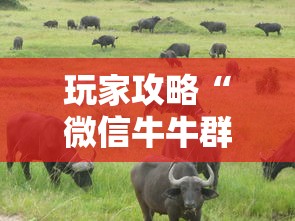 玩家攻略“微信牛牛群斗牛群”房卡链接获取